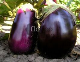 Премьер купить