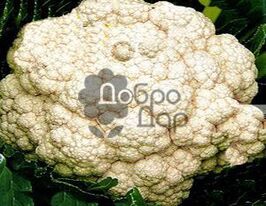 Сновхедкупити