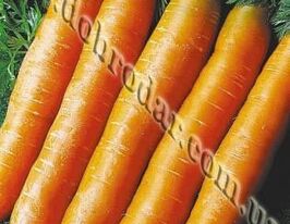 Червона без серцевини 30 гкупити