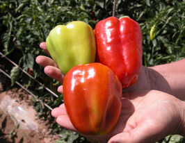 Цитринакупити