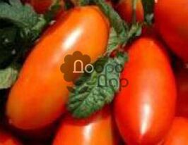 Алтейкупити