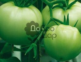 Ізумрудне яблукокупити