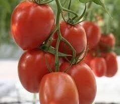 Томат Ланцет купить