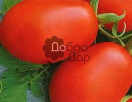 Томат Кмициц купить