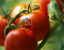 Хасанкупити