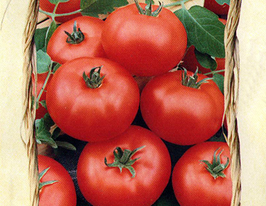 Томат Фландріякупити