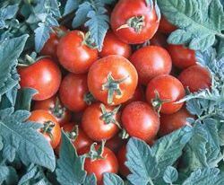 Бархатнікупити