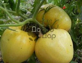 Белое сердце купить