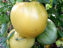 Біла вишнякупити