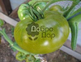 Болотокупити