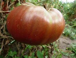 Брендівайн чорнийкупити