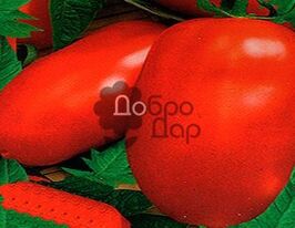 Венгерський засолочнийкупити