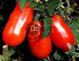 Томат Дары волхвов купить