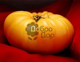 Жовтий гіганткупити