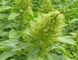 Амарант Гелиос купить