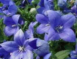 Платикодон фиолетовый купить