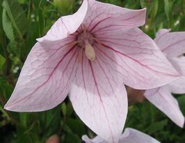 Платикодон розовый купить