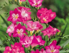 Фрезия простая розовая (Pink) купить