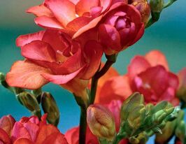 Фрезия простая красная (Red)  купить