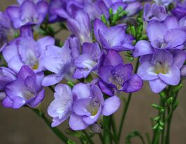 Фрезия простая синяя (Blue) купить