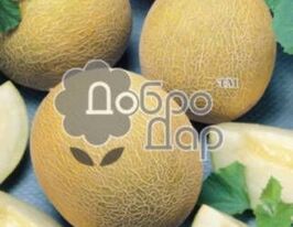 Диня Чайкакупити