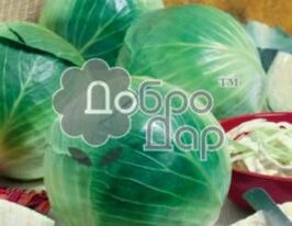 Капуста пізня Голткупити