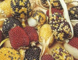 Декоративна багатокольоровакупити