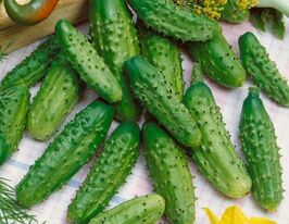 Огурец Кадриль F1 купить