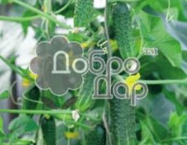 Огурец Карат F1 купить