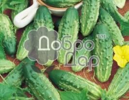 Кронос F1 купить