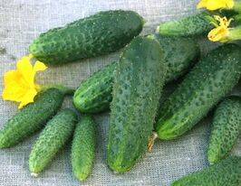 Огурец Щедрик F1 купить