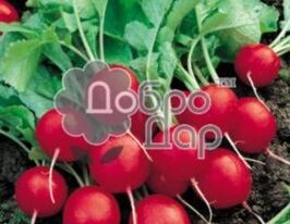 Рова купить