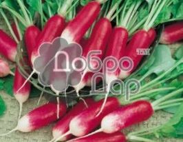 Редис Славия купить