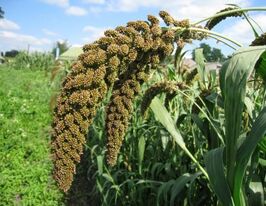 Чумиза красная купить
