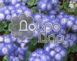 Агератум мексиканський Ледакупити