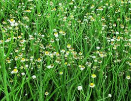 Аммобіумкупити