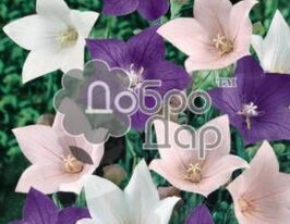 Колокольчик персиколистный смесь купить