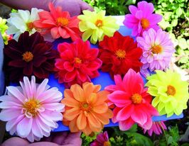 Жоржина Королівськакупити