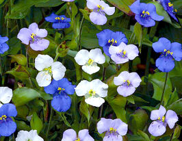 Комеліна Тубіроза сумішкупити