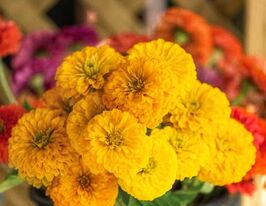 Цинния Бордюрная желтая купить