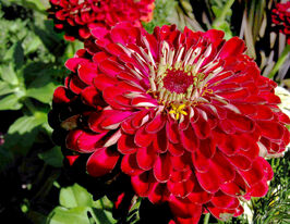 Майорці Бордюрні червонікупити