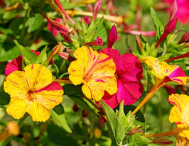 Мірабіліс Мармурова сумішкупити