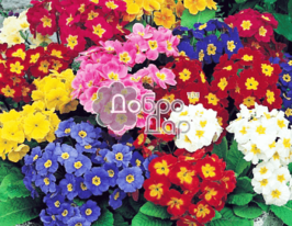 Примула смесь купить