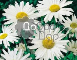 Ромашка белая Сиегер купить