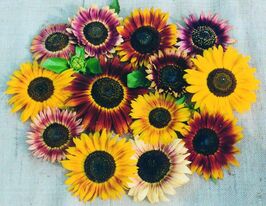 Соняшник Осіннє сяйвокупити