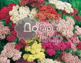 Тысячелистник таволговой Паркера купить