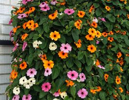 Тунбергия алата смесь купить