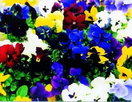 Фиалка многолетняя смесь купить