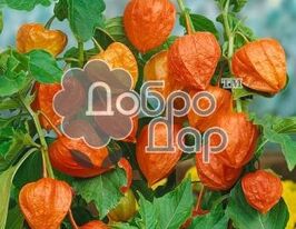 Физалис декоративный купить