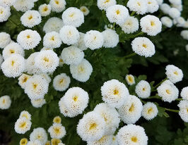 Хризантема девичья Сноуболл купить